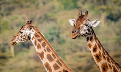 Viajes a SUDÁFRICA IMPRESCINDIBLE Y CATARATAS VICTORIA 2025 en español | Agencia de Viajes Festival