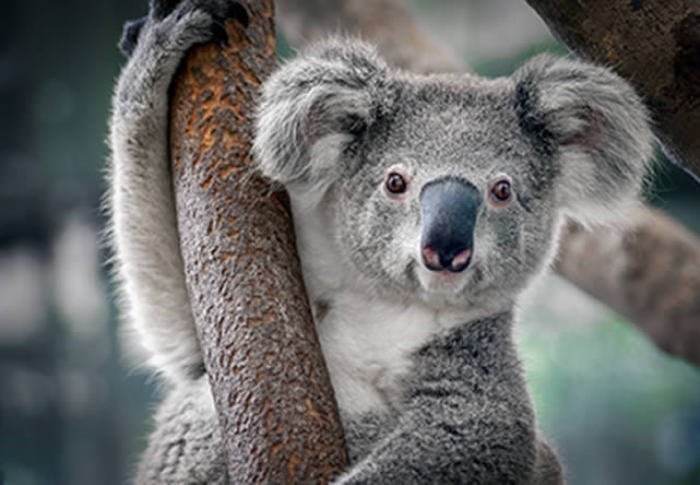 foto del tour a australia en español 2024-2025